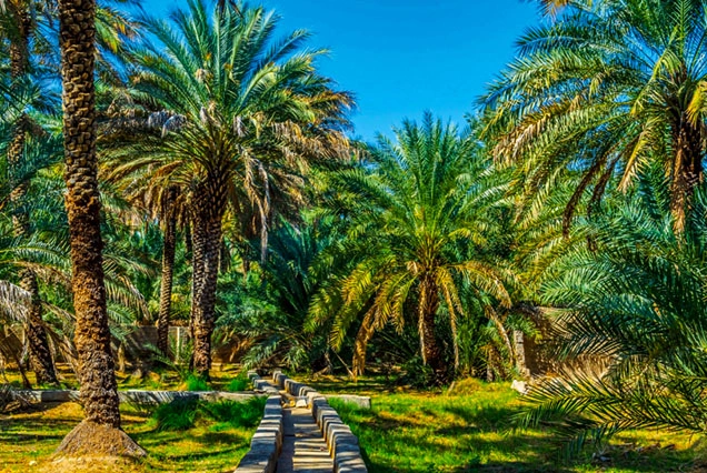 Al Qisees